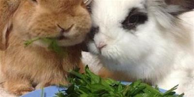 兔子怎麼餵食 蔬菜必須是焉的