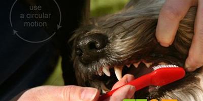 寵物狗牙周炎的危害