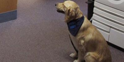 美國安慰犬走進課堂，幫助學生緩解壓力