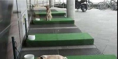 德國宜家貼心提供愛犬喝水碗設草皮“停狗位”