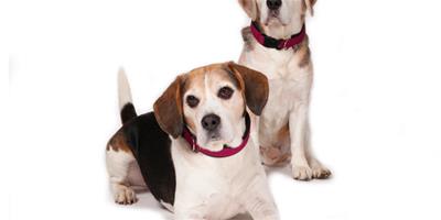 寵物健康：小心狗狗補鈣補出發育性骨病