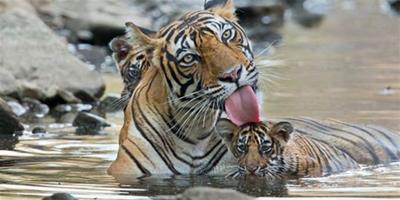 印度母虎帶幼崽水中嬉戲清涼消暑