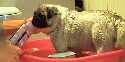 給八哥犬洗澡的方法步驟