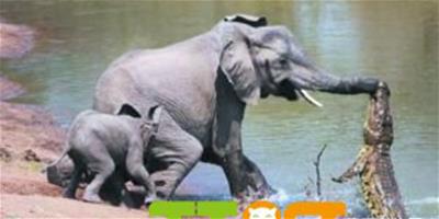 非洲鱷魚水窪伏擊大象