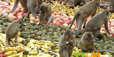 泰國舉行猴子自助餐節 4000公斤水果任其享用