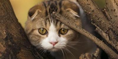貓咪養護問題之貓咪不使用貓抓板