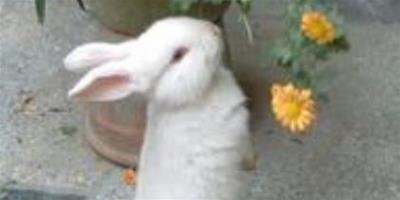 兔子吃的牧草 苜蓿草是幼兔的主食草