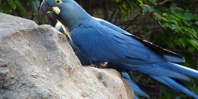 巴西首次人工繁殖靛藍金剛鸚鵡成功