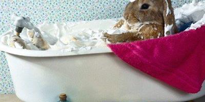 如何做好兔子的清潔工作