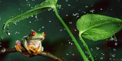紅眼樹蛙的生活環境