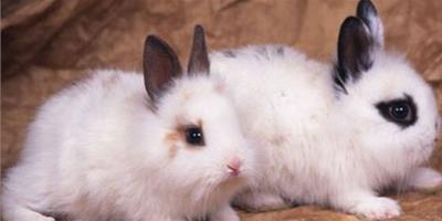 成年兔子吃什麼 兔糧提供均衡的營養