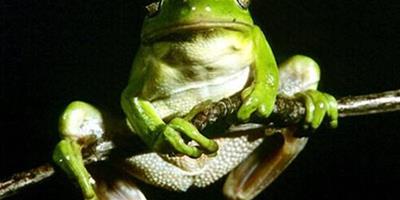 黑掌樹蛙的飼養知識