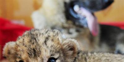 世界罕見的“虎獅獸”吳橋誕生
