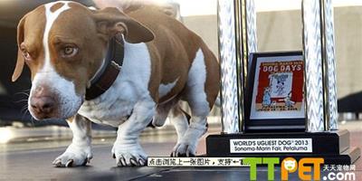 “2013世界醜狗”大賽，混種犬奪冠