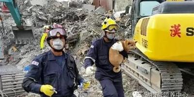 地震第7天大樓內發現一隻小柴犬，它被救出後作出的動作超驚訝