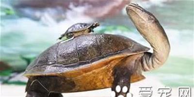 西氏長頸龜飼養 西氏長頸龜的室內飼養注意事項