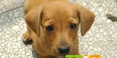 拉布拉多幼犬的訓練要怎麼做？