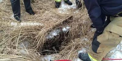 狗狗被困4米多深坑，卻從未放棄希望，不斷犬吠終獲消防員救出！