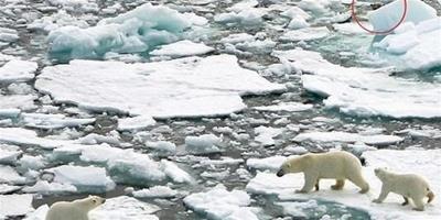 北極環境惡化，可能導致北極熊同類相食