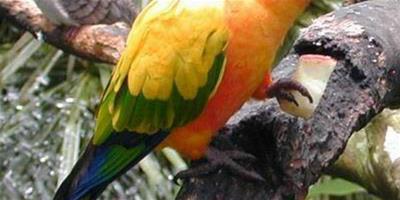 太陽錐尾鸚鵡