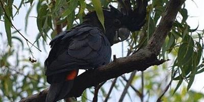 紅尾黑鳳頭鸚鵡的形態特徵