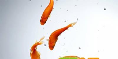 怎麼給金魚進行換水