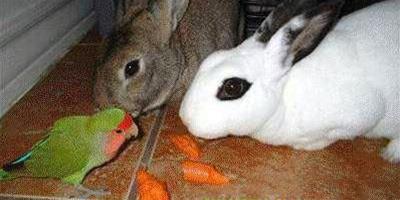飼料的營養均衡在成兔飲食中的地位