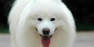 大白狗是什麼狗