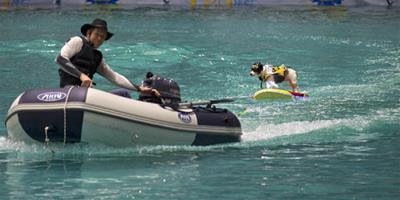 國際船艇展，狗狗表演滑水駕船